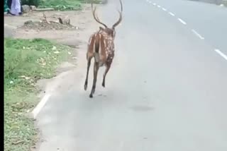 spotted deer roaming the road in Perambalur