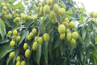 Litchi fruit