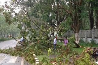 trees fell on road