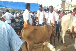 Cattle traders not following corona rules