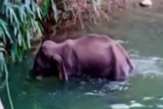 Forest department leads information about culprit in Kerala pregnant elephant incident