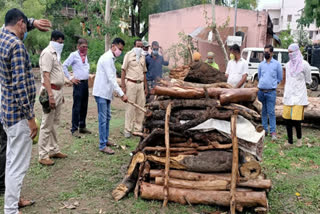 dead leopard