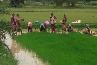 Farmers engaged in paddy cultivation due to not organised of Shravani Mela