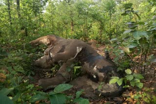 chhattisgarh-another-wild-elephant-found-dead-in-surguja