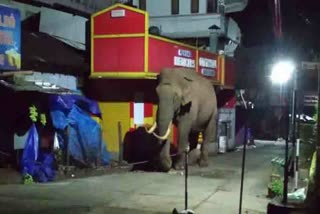  Wild elephant padayappa damaging residential areas in Munnar