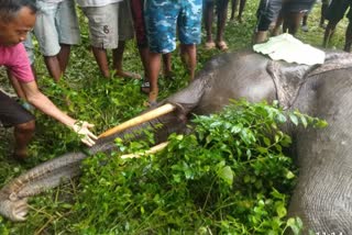 Elephant died again at Madarihat in alipurduar