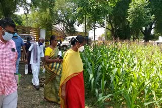 Collector inspects corn fields in ariyalur