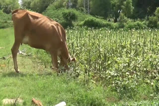 Mung bean turned into fodder for livestock - Farmers suffer!