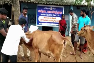 Anthrax Vaccination Camp for Cattle in Kallakurichi