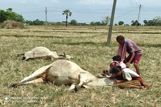 Cattle dying of electric shock