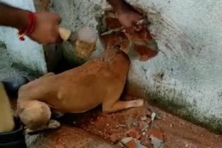 Street dog saves 