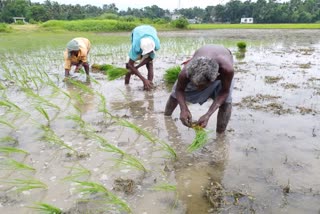 West bengal food department will buy paddy from monday