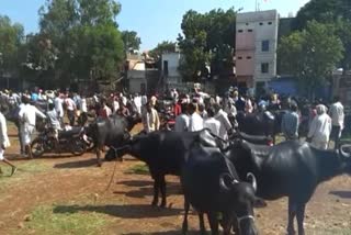 animals in haat bazar