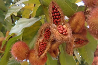 lipstick tree