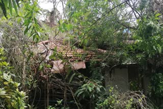 effect of nisarga cyclone 