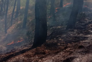 forest fire reported in hamipur