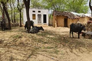buffalo stolen, Chittorgarh news