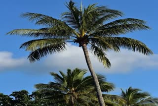 Man dies after falling coconut in mukwe