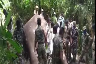 A Elephant Dead In valparai