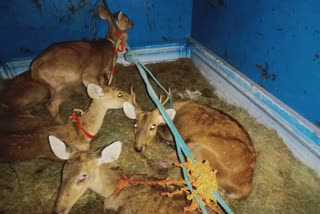 5 hog deer left in VTR