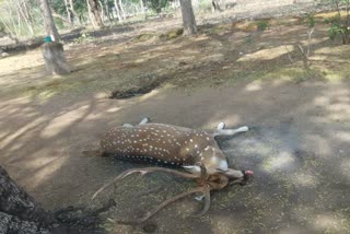 Dead deer