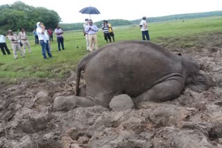 Elephant died in Dhamtari