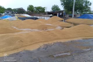 paddy grains collapsed due to heavy rain jagtial