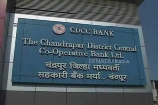 chandrapur dcc bank board of directors dismissed twenty four servant fir bogus medical certificate