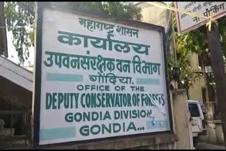 gondia forest department