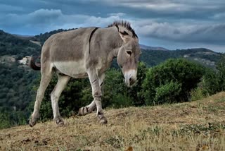 Donkey arrested for gambling 