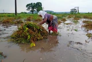 सोयाबीनचे नुकसान