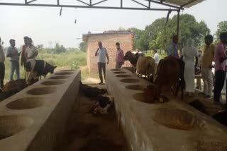 गोवंशों की मौत की सूचना पर गोसेवा आयोग ने लिया संज्ञान