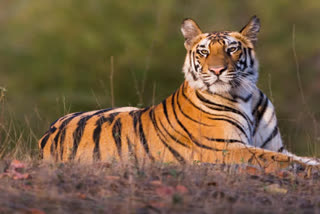 tigers dead in tadoba