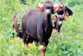 Sindhudurg elephant