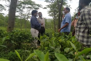 Surprise inspection of tea gardens