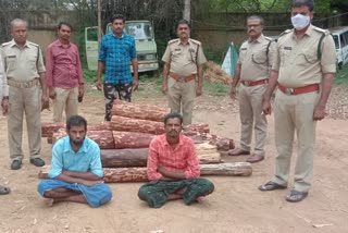 red sandal, red sandal smuggling, chittoor 