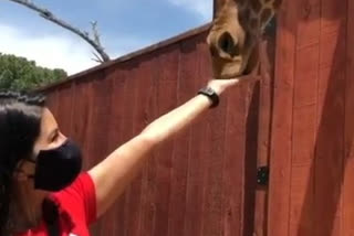 sunny leone feeds giraffe