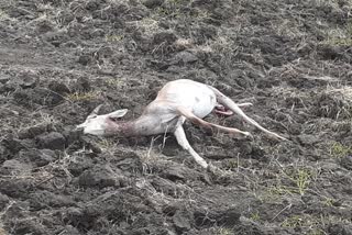 two deers died in dogs attack at tekulamalli village narayanapeta district