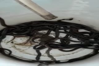 Hundreds of snakes found in a farmers house in Bettiah