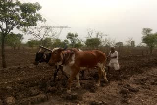 cultivation work in jalna