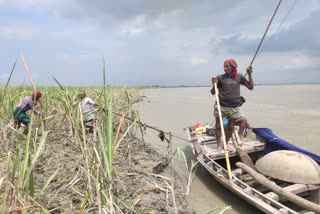 500 acres of sugarcane crop destroy in gandak river