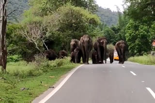 Herd of elephants roaming the road: Forest Department warning!