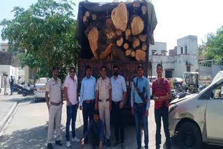 Dungarpur news, smuggling wet wood 
