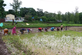 ડાંગ જિલ્લામાં વરસાદ પડતા ખેડૂતોએ ડાંગર રોપણીની શરૂઆત કરી 