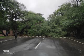 tree fell on the Raj Bhavan main road in bhopal