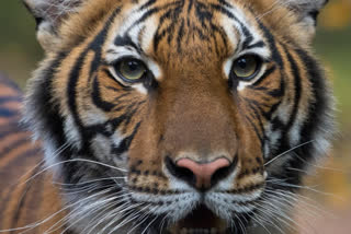 Mp requested forest department to shoot dead a tiger