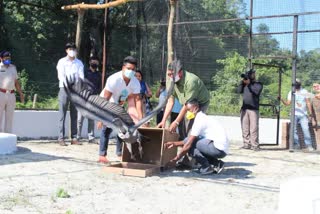 Vulture will released from alipurduar Vulture breeding center