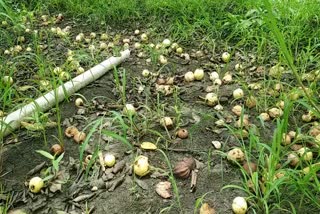 Crops destroyd from heavy rain in dharwad