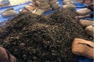 Mumbai Police seize 1.80 tonnes of ganja  ganja hidden under coconuts  Police seize 1.80 tonnes of ganja  മുംബൈ വാര്‍ത്തകള്‍  കഞ്ചാവ് വാര്‍ത്തകള്‍