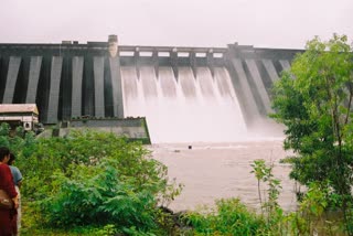 seventy five tmc water in koyna dam due to heavy rainfal